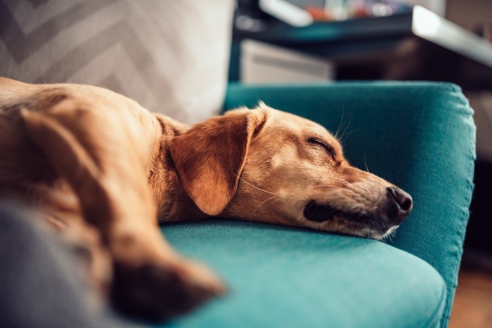 ソファーで眠る犬