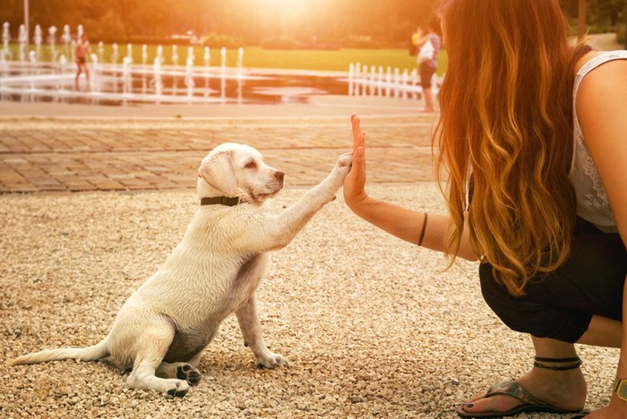 子犬と飼い主