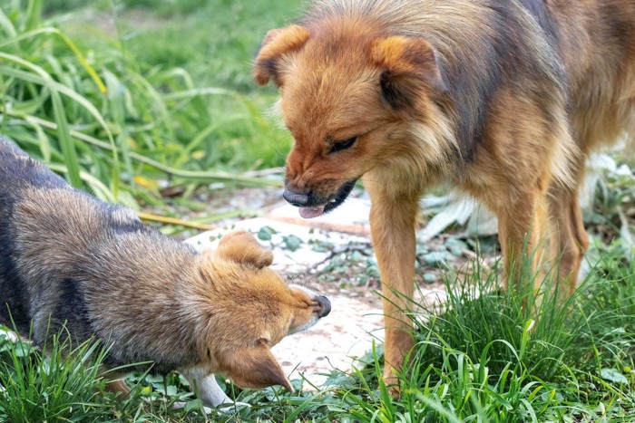 歯を剥き出しで怒る犬