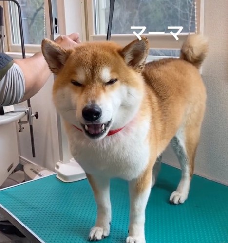 台の上で訴えかける柴犬