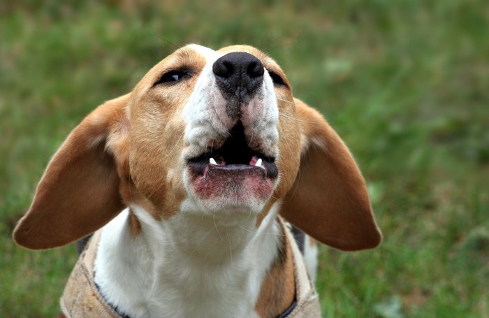 吠えるビーグル犬