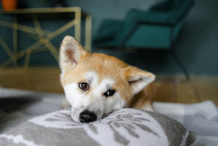 伏せている犬