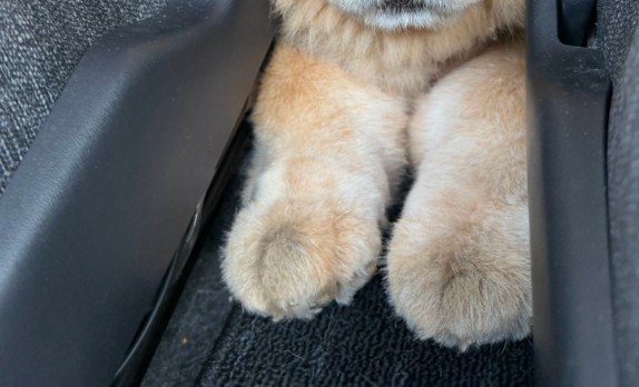 後部座席にいた犬が…