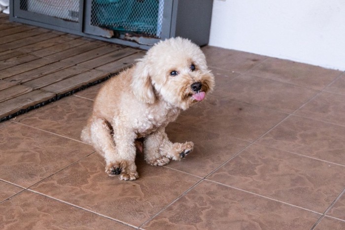 お尻をこすっている犬