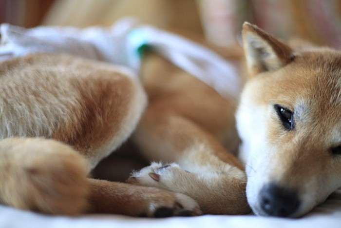 手術台の上に横になる犬