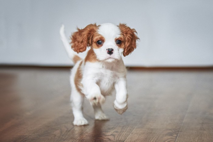 室内で走り回る犬