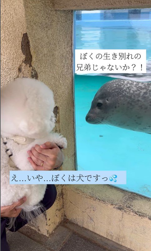 セトくんとアザラシ5