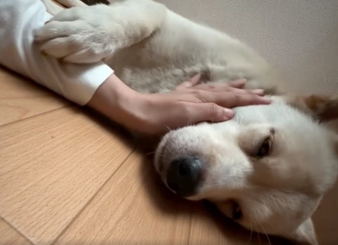前足で手をぎゅっと掴む犬