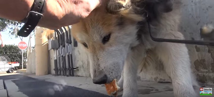 食べ物をくわえた犬