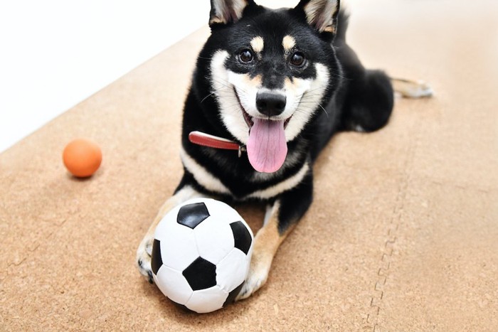 サッカーボールを前脚で抱える柴犬