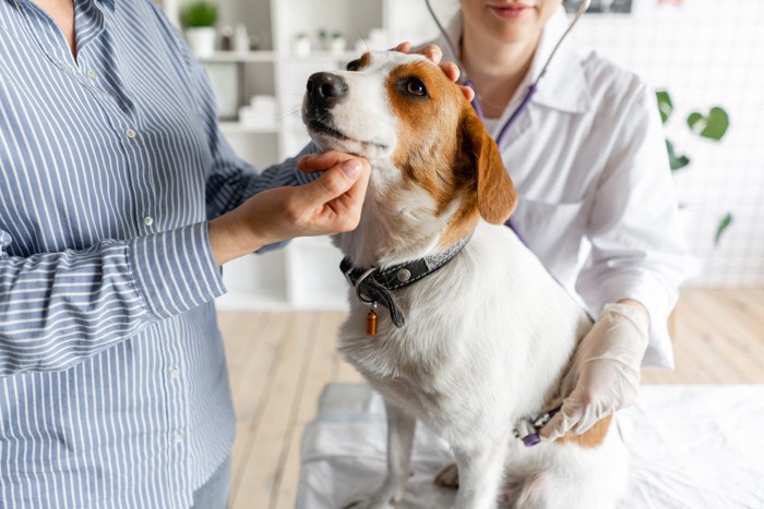 診察を受ける茶白の垂れ耳の犬