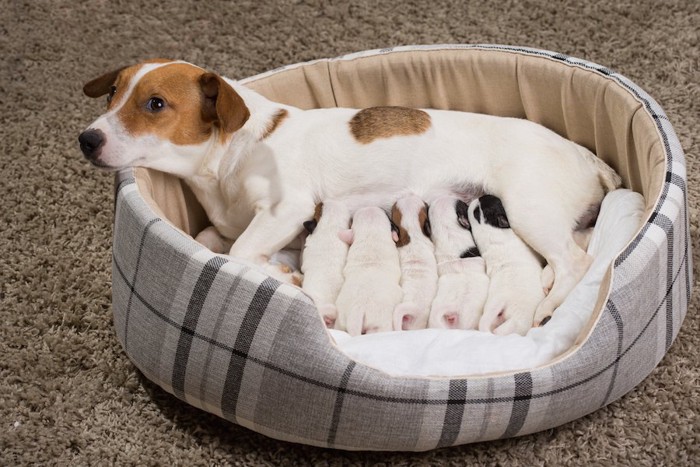 授乳中の母犬と子犬たち