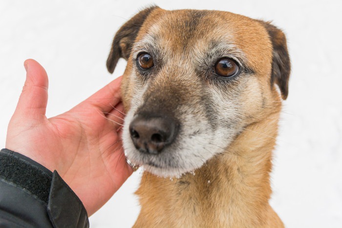 撫でられて無表情なイケメンな犬