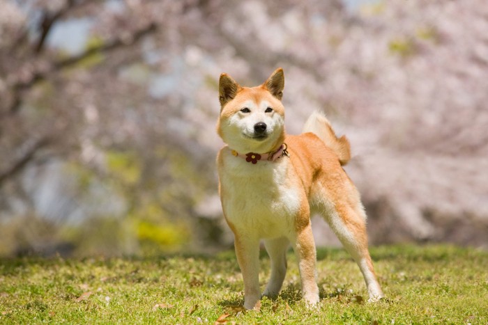 お花のチョーカーをつけた柴犬