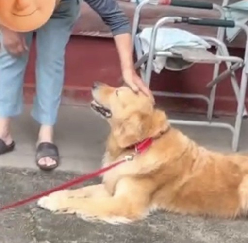 おじいちゃんに撫でられて喜ぶ犬