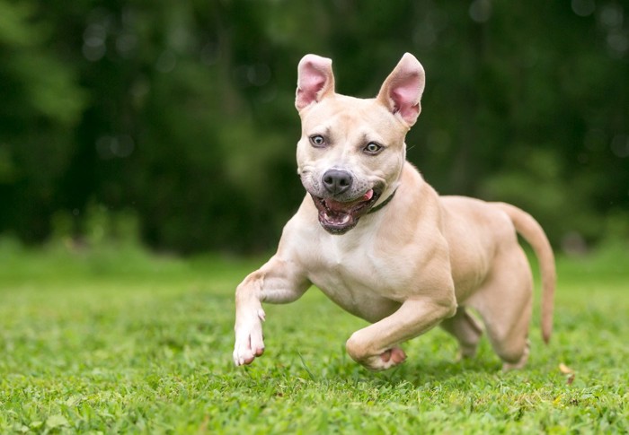 追いかけてくる犬