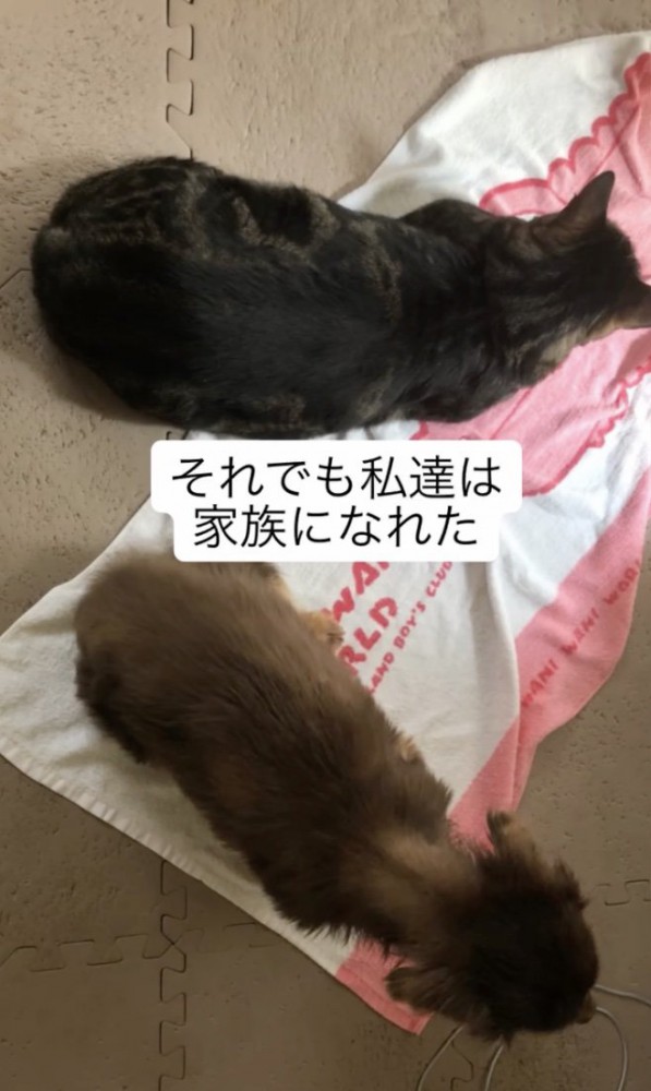 同居猫たちとも仲良しに