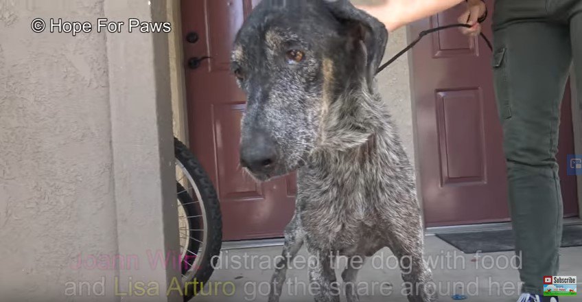 大人しくつかまる犬