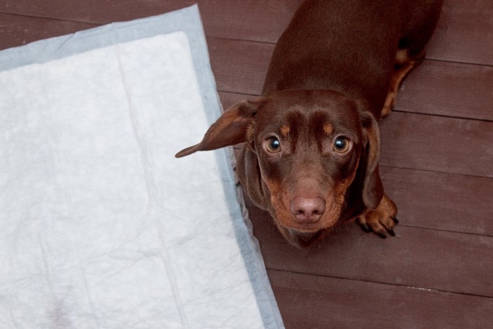 トイレシーツの横からこちらを見つめている犬