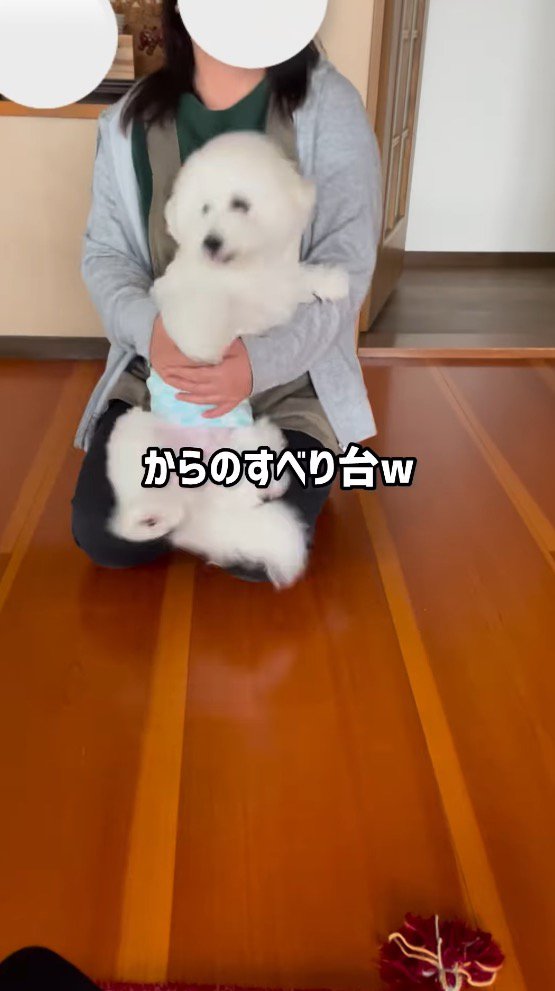 女性の膝に座る犬