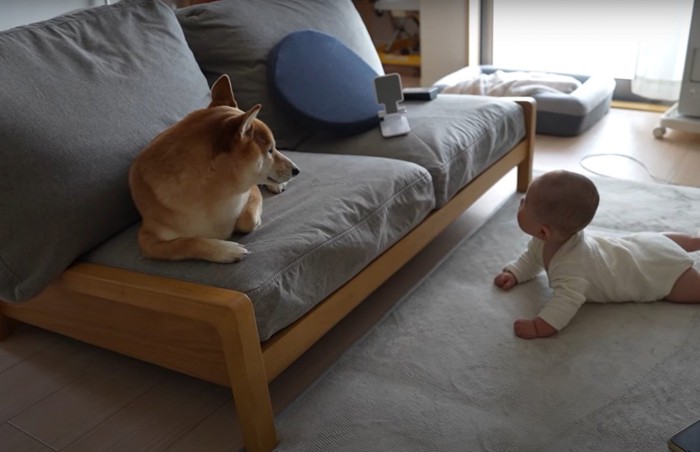 ソファーに座る犬と床にいる赤ちゃん