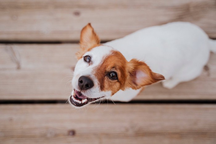 上を見上げる犬