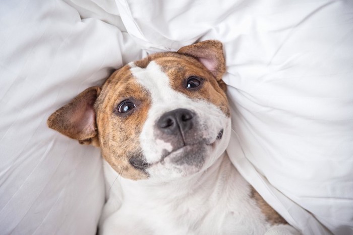 ベッドの上でにんまりと笑う犬