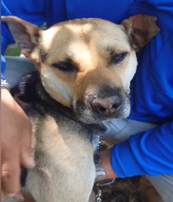 犬のアップ1
