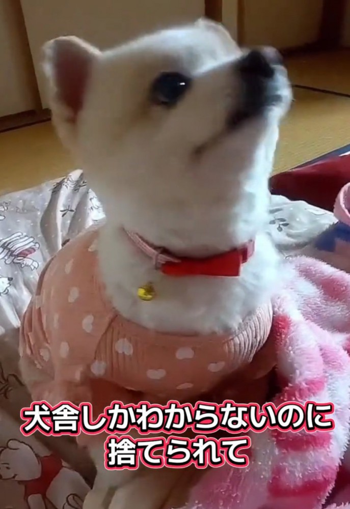 周囲を見回す犬
