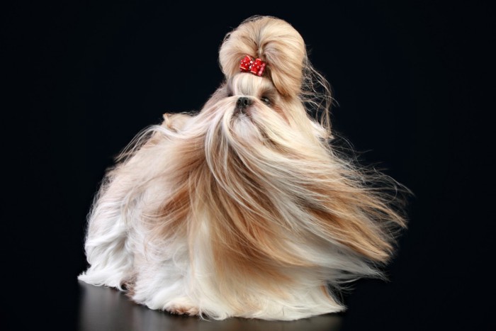 ロングヘアの犬