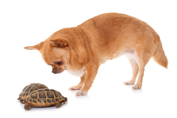 犬とカメ