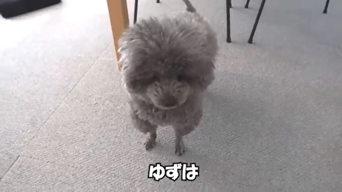 犬の顔