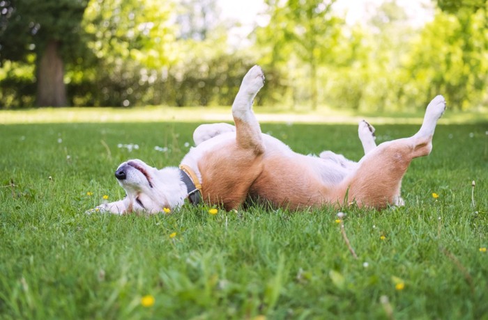 芝生の上で気持ち良さそうに仰向けになっている犬