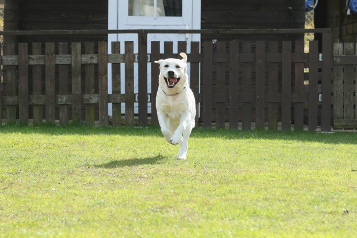 こちに向かってくる犬