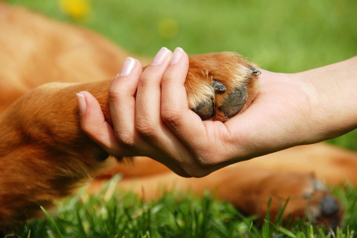 犬の手を握る