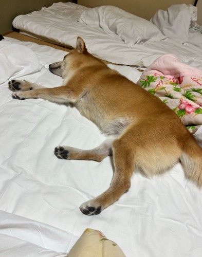 ダランと脱力して眠る柴犬