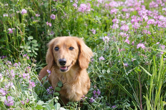 ピンクのお花と犬