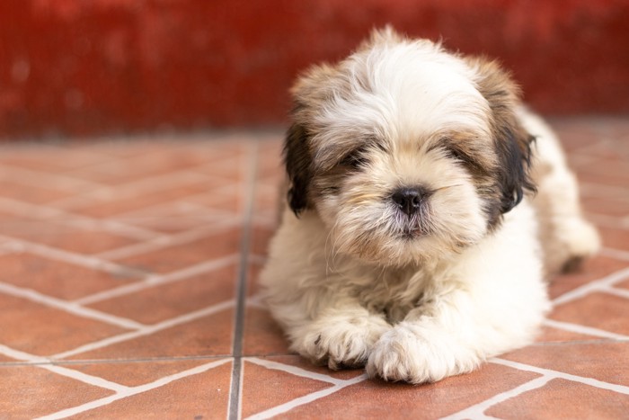 床に伏せているシーズーの子犬
