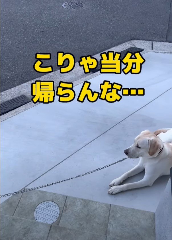 当分帰らない犬