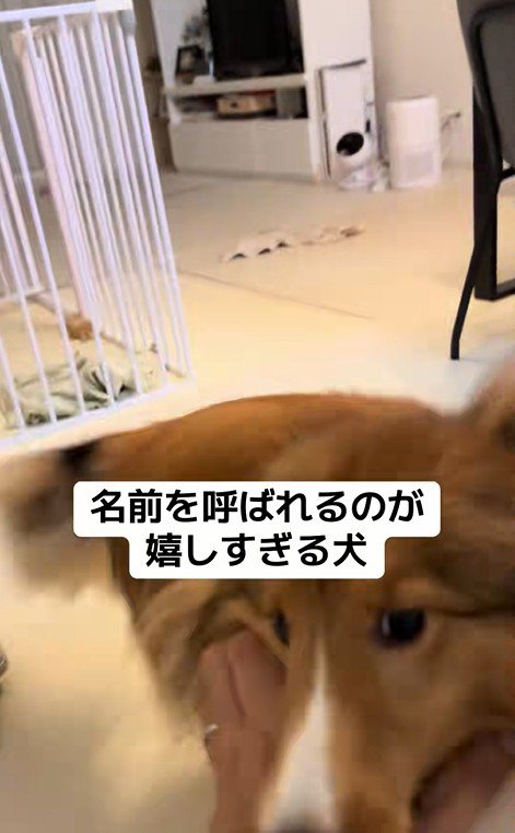 名前を呼ばれた時のリックくん5