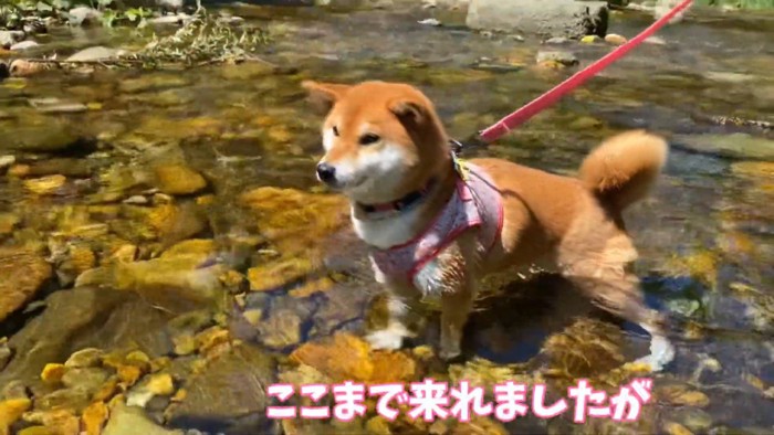 今度こそ泳ぐ…？