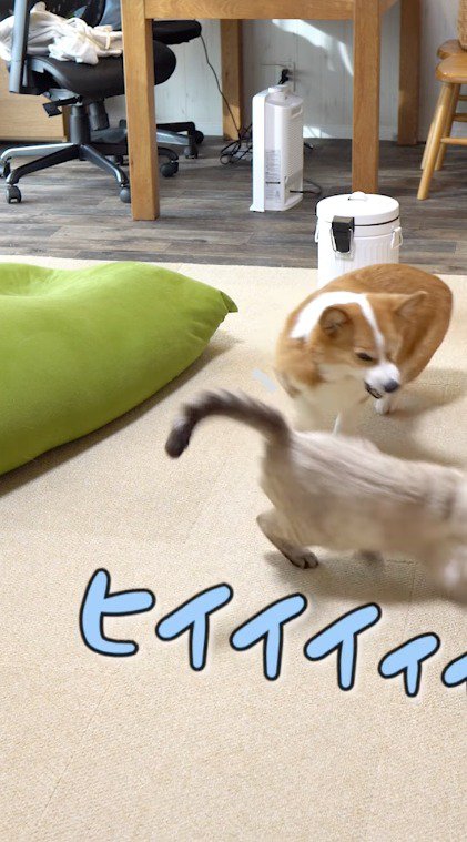 犬の前から逃げる猫