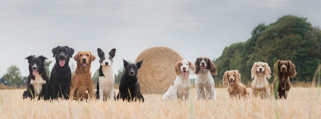 たくさんの犬