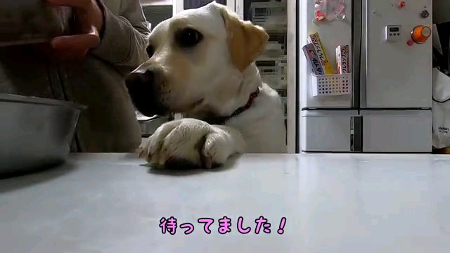 待ってました！～字幕