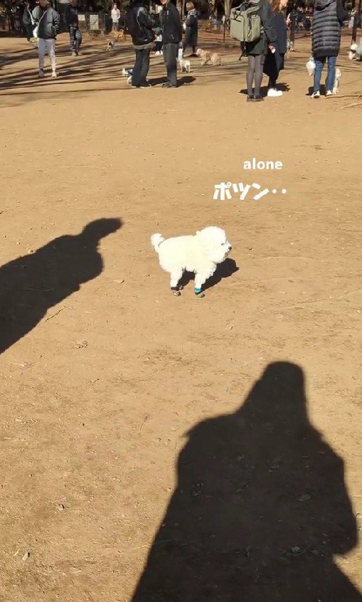 犬見知りを発動