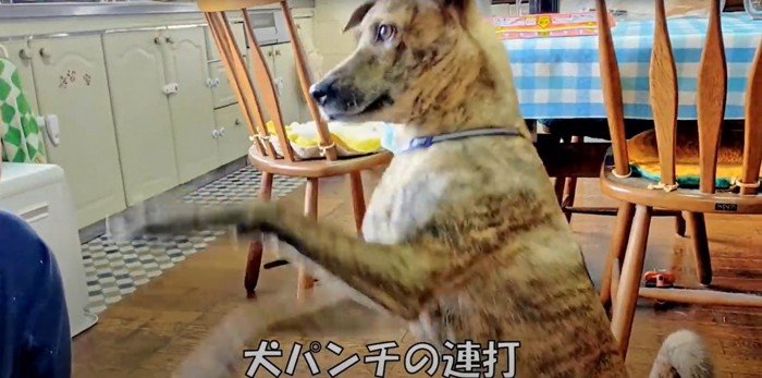 犬パンチを繰り出すプロットハウンド