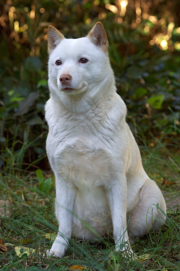 北海道犬