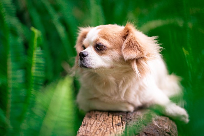 屋外で遠くを見つめながら伏せるチワズー