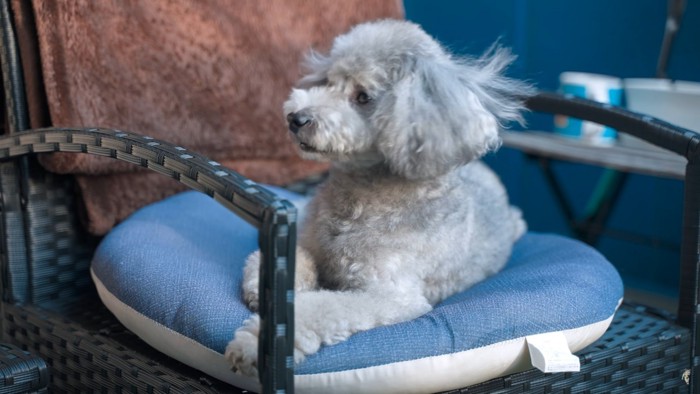 イスの上の犬