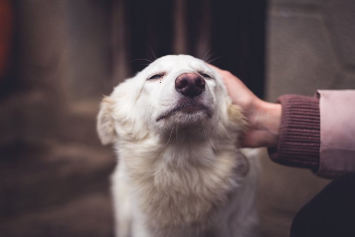 人に頭を撫でられている白い犬